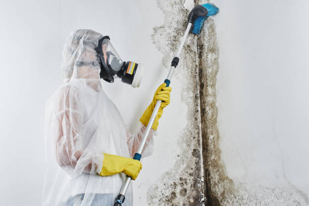 Best Mold Odor Removal Services  in Redland, TX